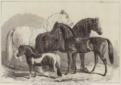 Bijeenkomst van de Koninklijke Landbouwvereniging in Manchester, prijswinnaars door Samuel John Carter
